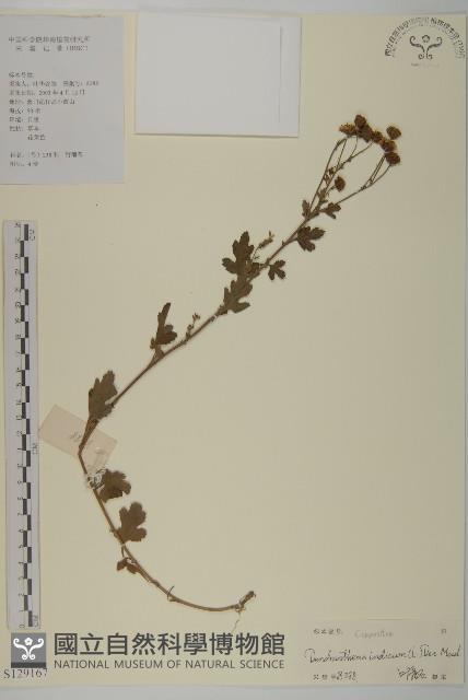 油菊、野菊藏品圖，第1張