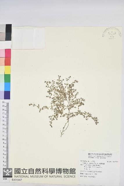 小葉大戟藏品圖，第1張