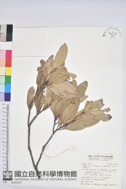 台灣石櫟藏品圖，第1張