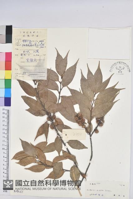 反刺苦櫧藏品圖，第1張