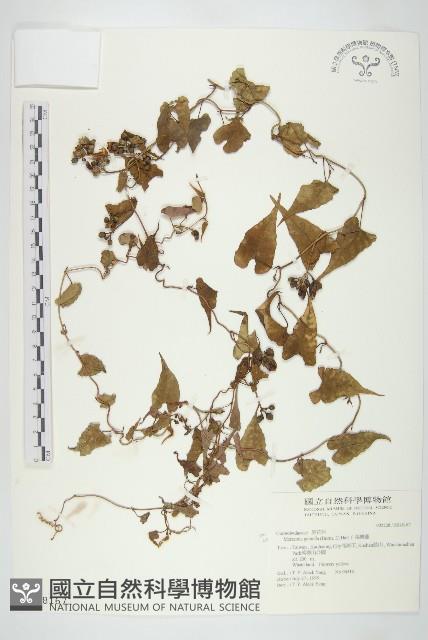 菜欒藤藏品圖，第1張