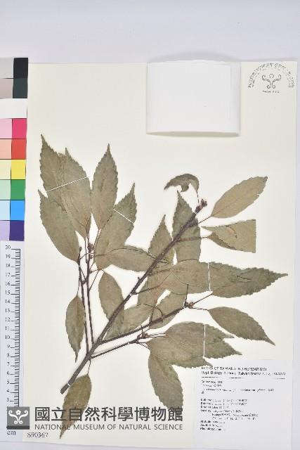 青剛櫟、鐵椆藏品圖，第1張