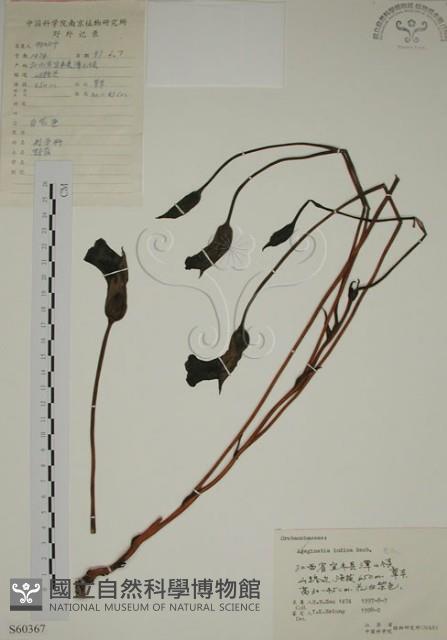 野菰藏品圖，第1張