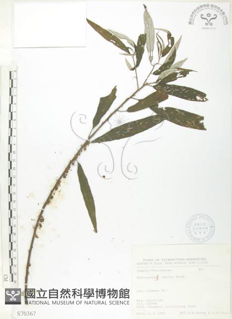 水麻藏品圖，第1張