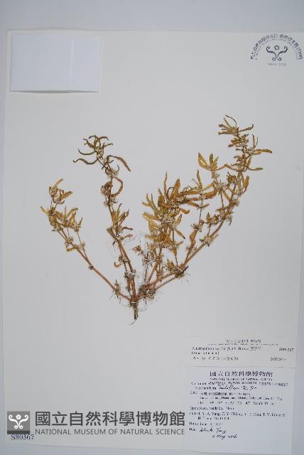 蓮子草藏品圖，第1張