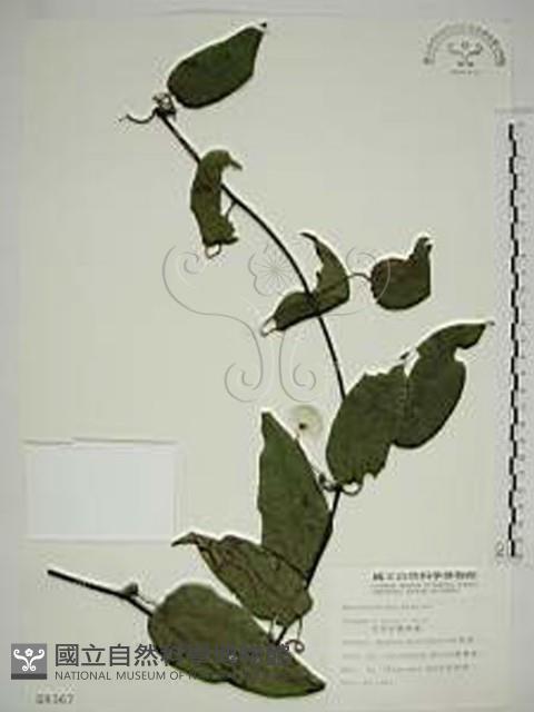 亨利氏鐵線蓮藏品圖，第1張