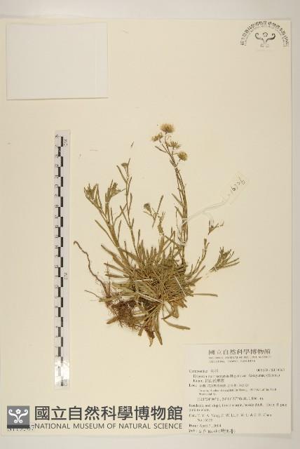 福山氏飛蓬藏品圖，第1張