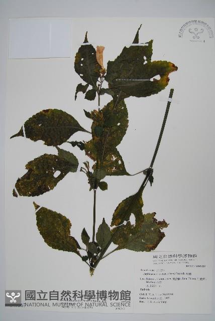 腺萼馬藍藏品圖，第1張