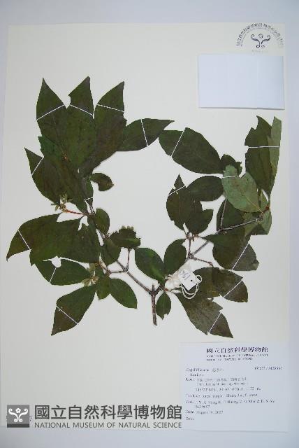 登錄號:S128367藏品圖，第1張