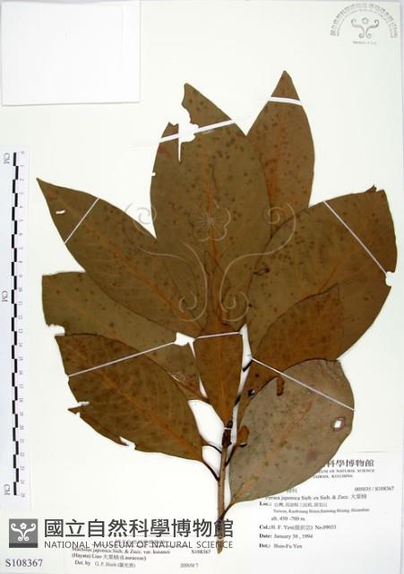 大葉楠藏品圖，第1張