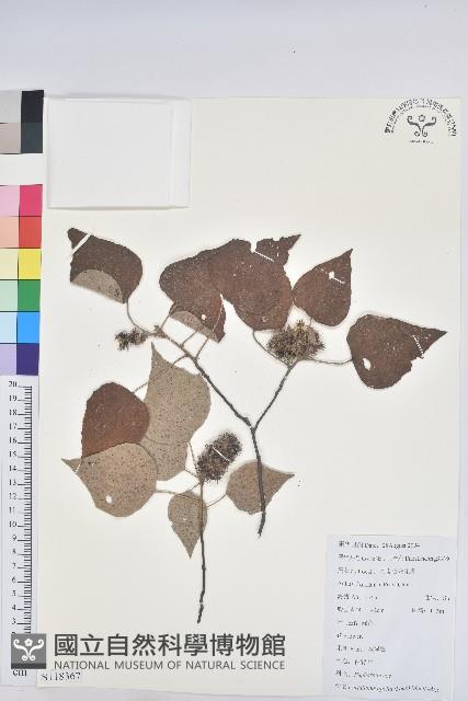 白背葉藏品圖，第1張