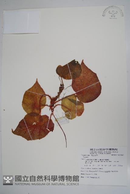 登錄號:S082867藏品圖，第1張