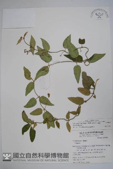 鷗蔓藏品圖，第1張