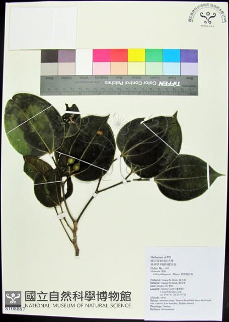 菲律賓朴樹藏品圖，第1張