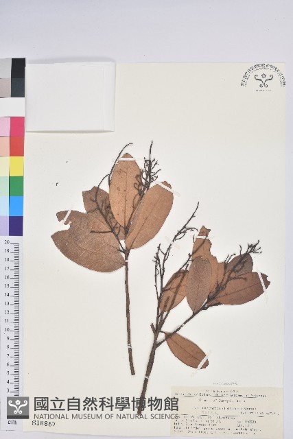 泡花樹藏品圖，第1張