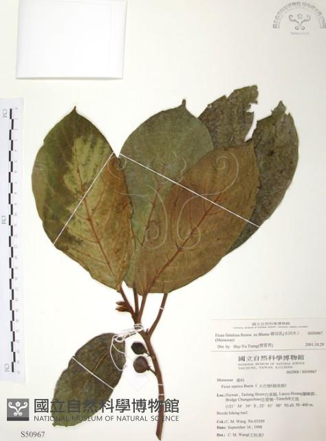 豬母乳、水同木藏品圖，第1張