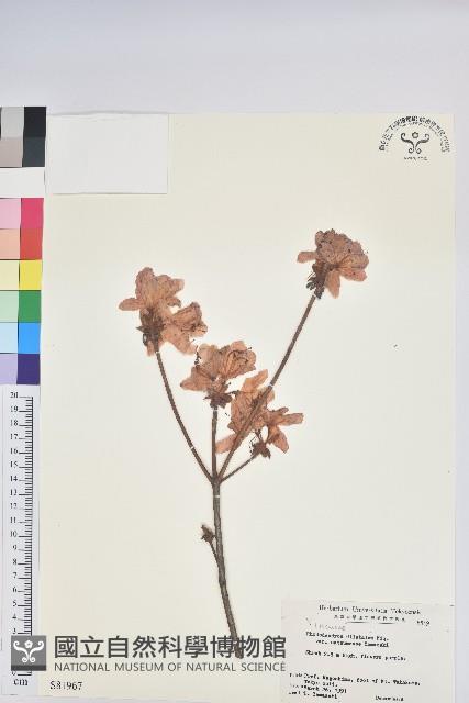 登錄號:S081967藏品圖，第1張