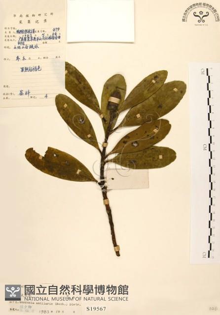 大頭茶藏品圖，第1張