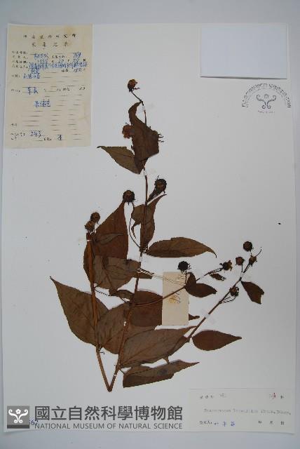 臺灣土黨參藏品圖，第1張