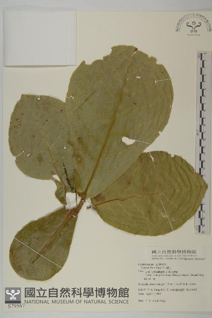 欖仁藏品圖，第1張