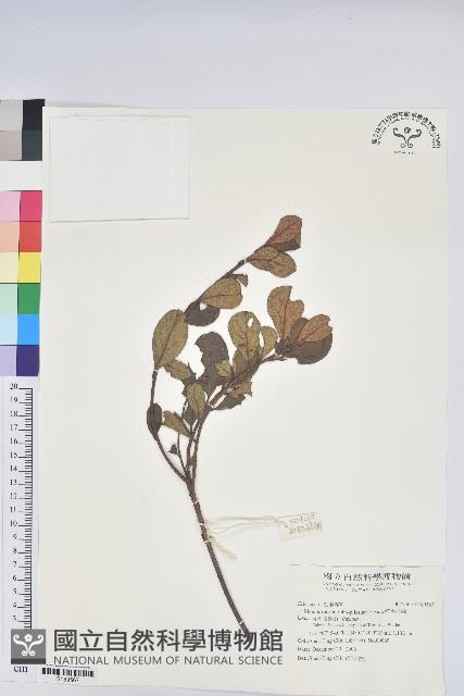 紅毛杜鵑藏品圖，第1張