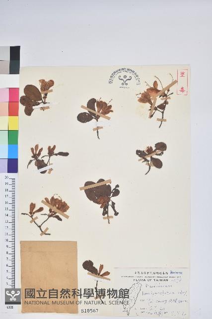 南澳杜鵑藏品圖，第1張