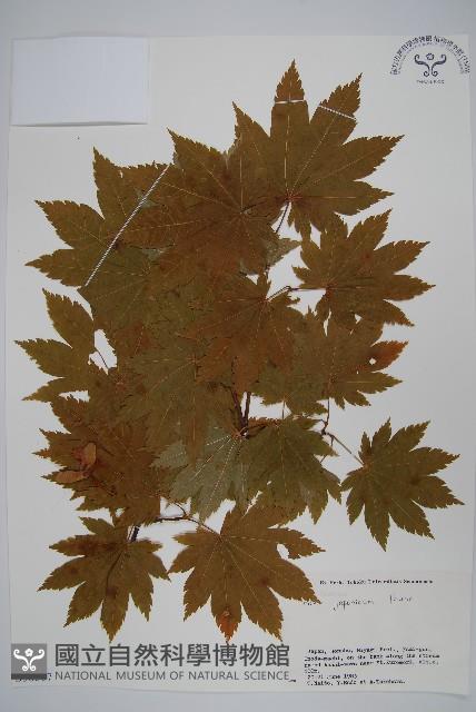 團扇槭藏品圖，第1張