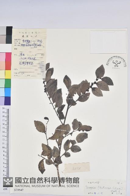 黑面神藏品圖，第1張