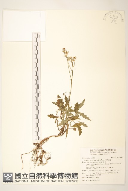 台東黃菀藏品圖，第1張