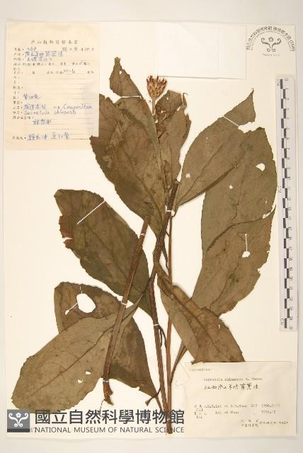 華麻花頭藏品圖，第1張