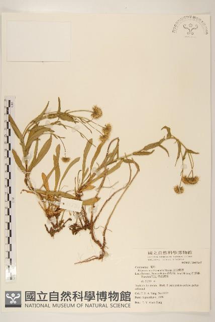 玉山飛蓬藏品圖，第1張