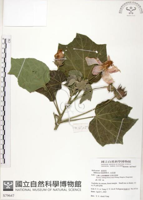 山芙蓉、臺灣山芙蓉、狗頭芙蓉藏品圖，第1張