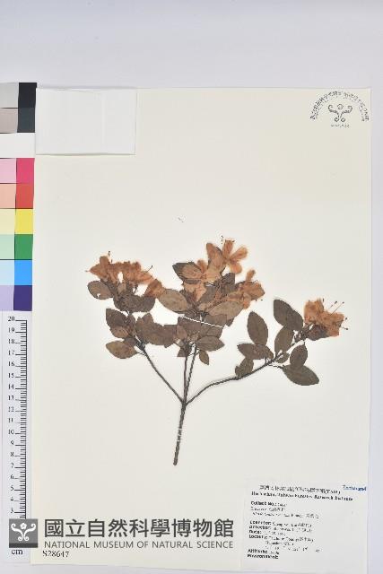 馬銀花藏品圖，第1張