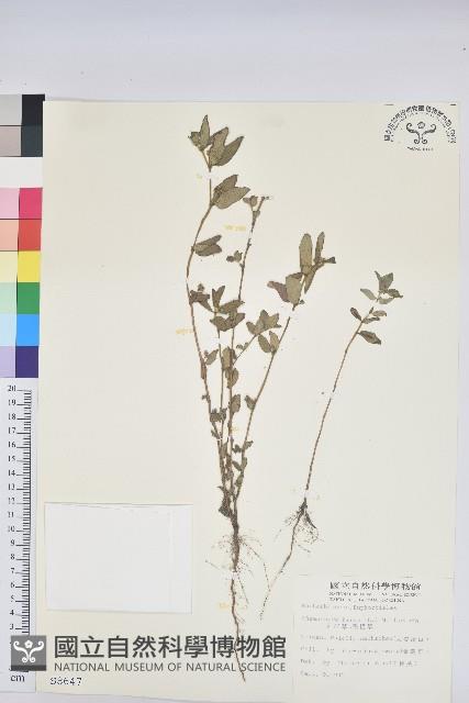 飛揚草藏品圖，第1張