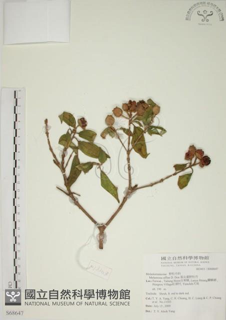 基尖葉野牡丹、蘭嶼野牡丹藏品圖，第1張