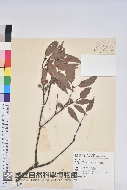 錐果櫟藏品圖，第1張