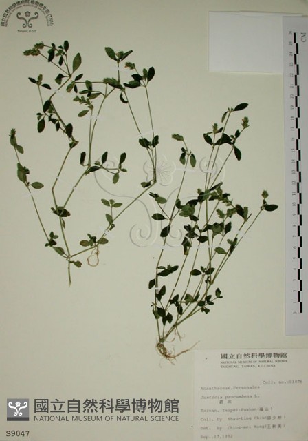 爵床藏品圖，第1張