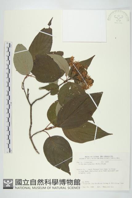 梜木藏品圖，第1張