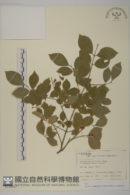 齒毛衛矛藏品圖，第1張