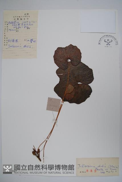 鮮黃連藏品圖，第1張