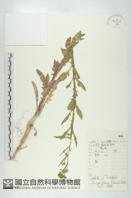 風花菜、球果山芥菜藏品圖，第1張