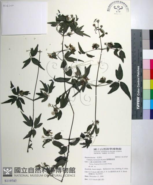 臺灣鐵線蓮藏品圖，第1張