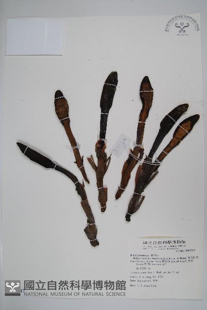 穗花蛇菰藏品圖，第1張