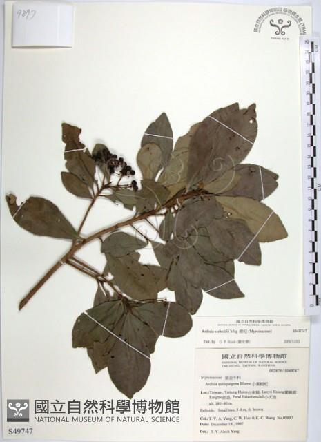 樹杞藏品圖，第1張