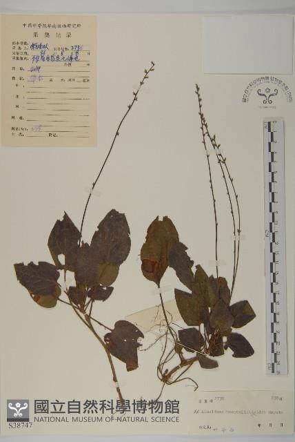 阿里山鬼督郵藏品圖，第1張