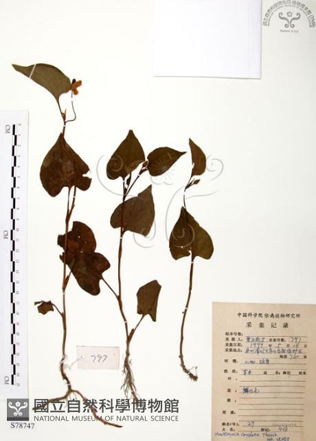 臭腥草、蕺菜藏品圖，第1張