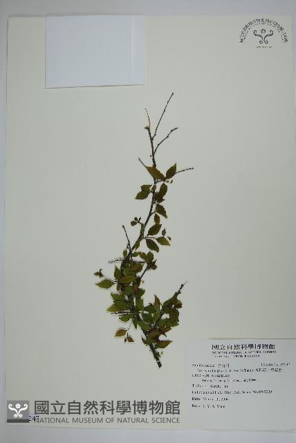 燈稱花、烏雞骨藏品圖，第1張