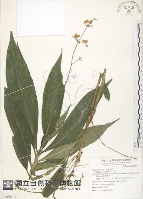 杜若藏品圖，第1張