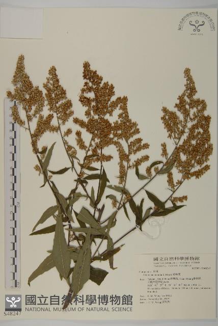 珍珠蒿、奇蒿藏品圖，第1張