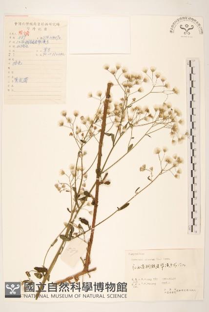 一枝香藏品圖，第1張